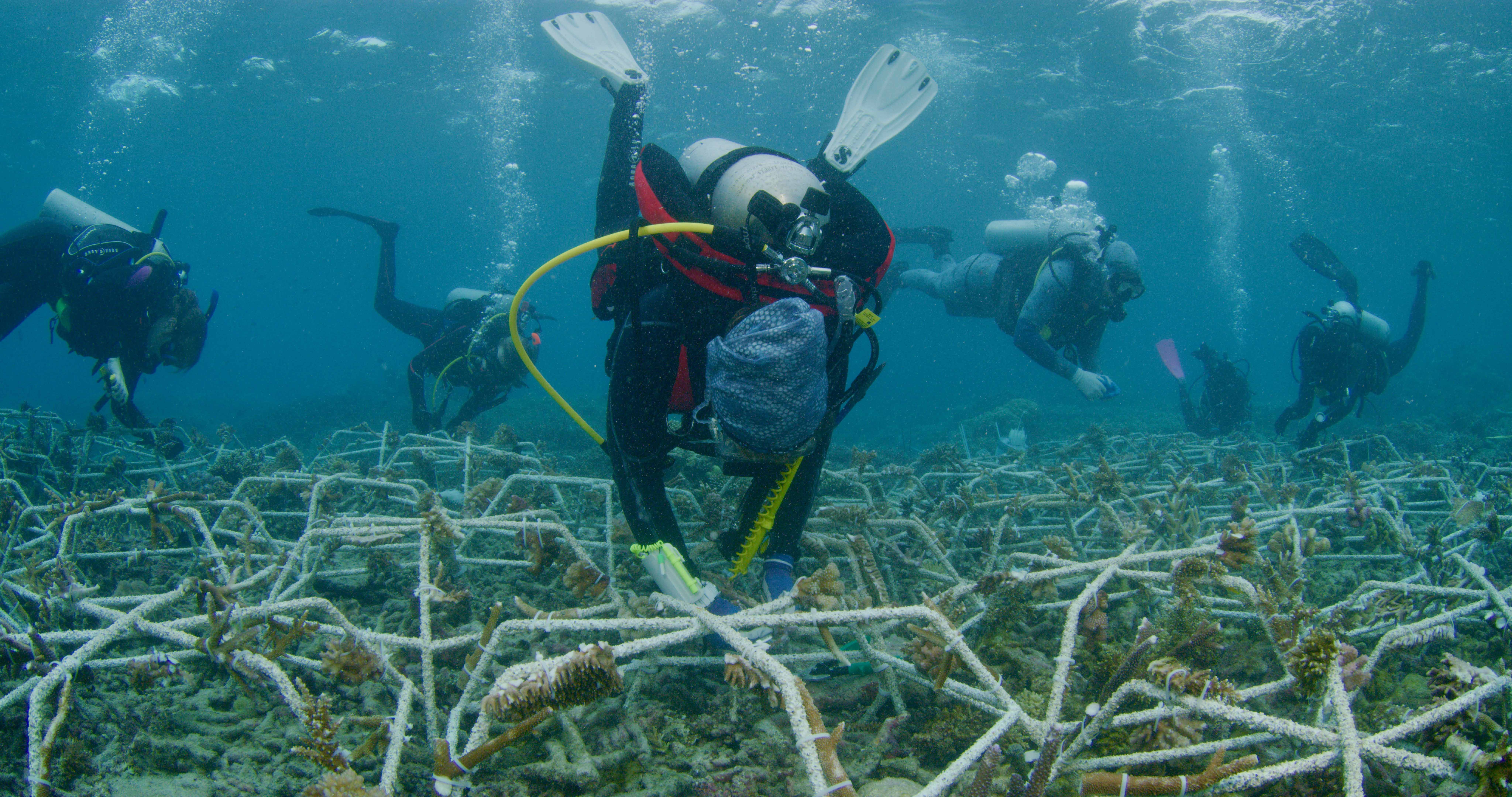 Reef star clearance